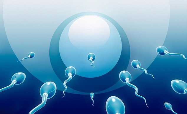 recorrido del espermatozoide fertilización de óvulo