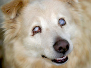 glaucoma en perros