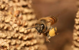 Enfermedades que pueden curar las abejas. Curación con abejas.
