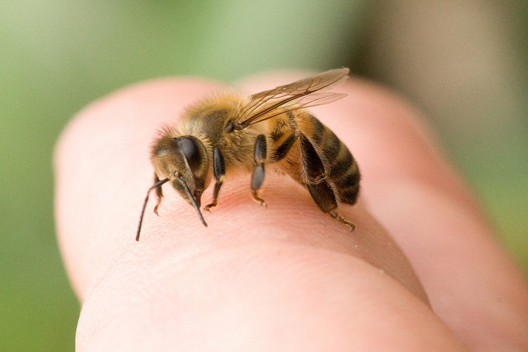 Recomendaciones para tratar el Piquete de abeja