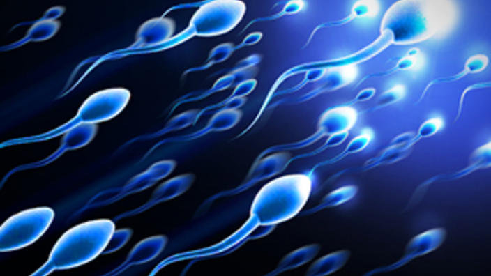 cuantos espermatozoides hay en una eyaculación ley de supervivencia