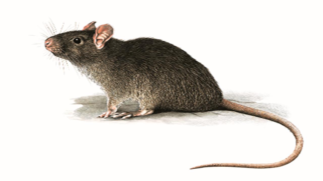 Cuál es el mejor veneno para ratas, Métodos efectivos para eliminarlas